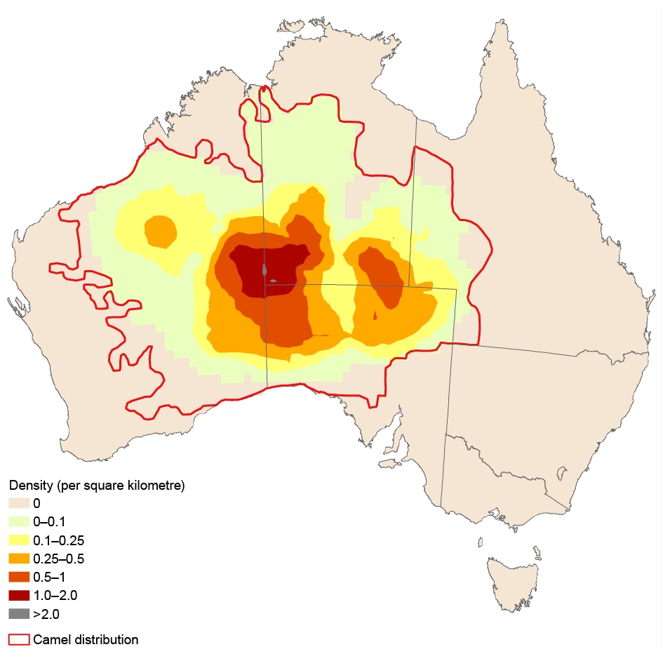Feral camels invade WA coastal crops in a strange appearance signalling