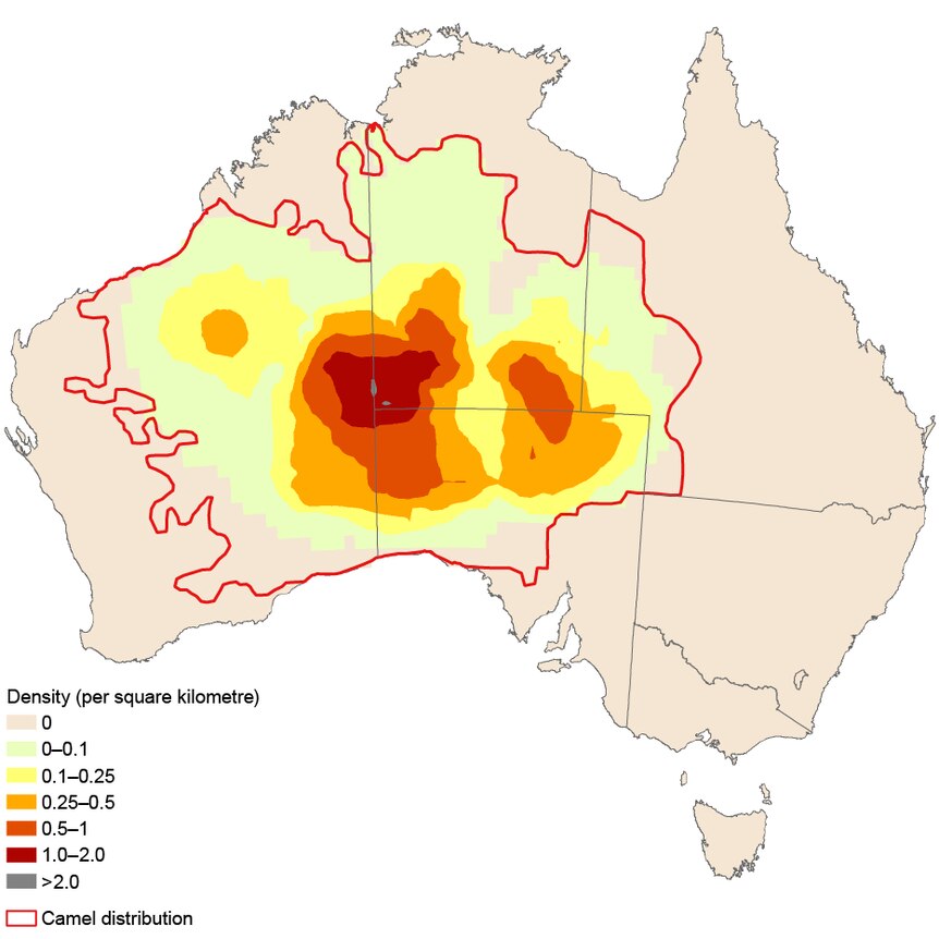 A map showing the distribution of feral camels was primarily centred around the central part of Australia in WA, SA and NT