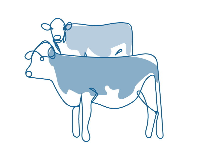 An illustration of two cows.