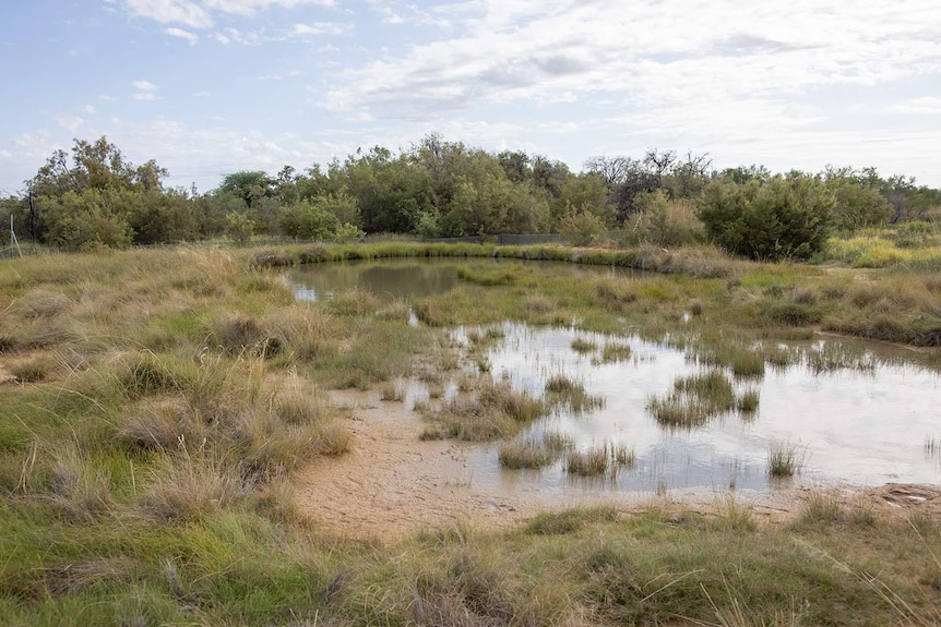 An artesian spring on a reserve in western Queensland.