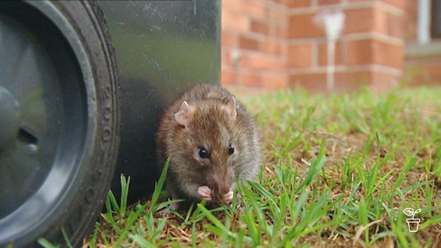 You Dirty Rat Gardening Australia