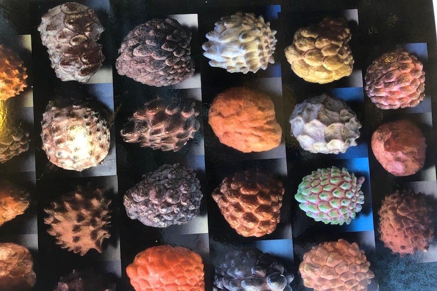 Photos of custard apples assembled on a poster.