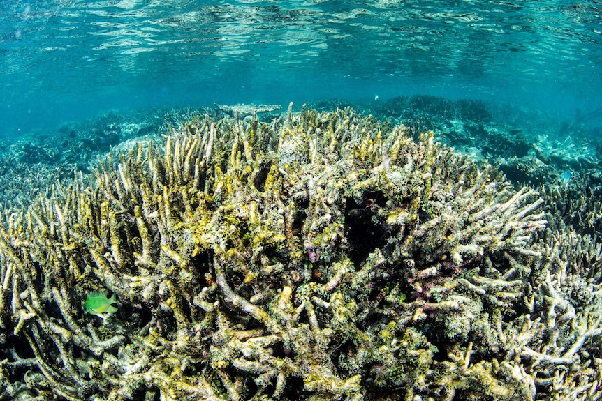 Coral on a health reef with fish swimming around the top of the photo