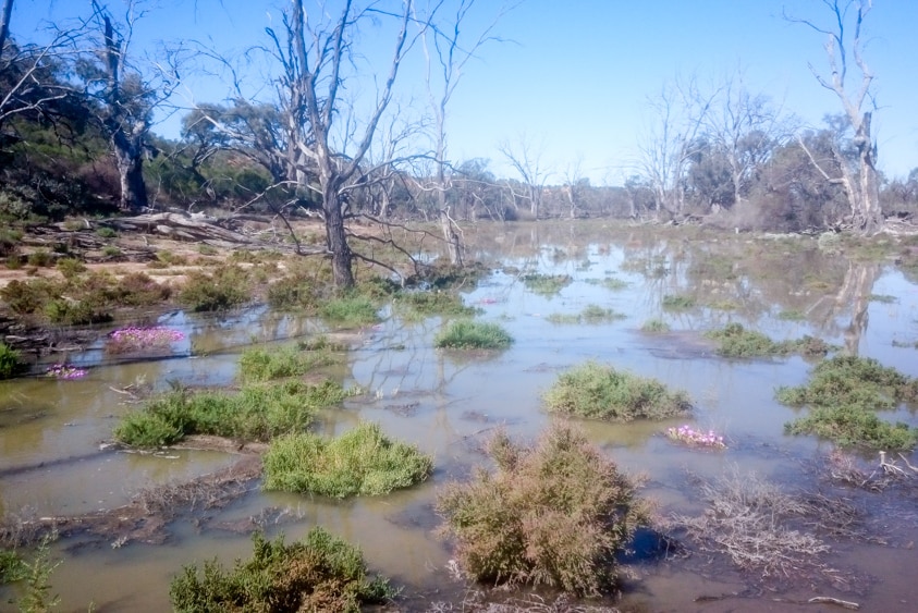 Water enters the Woolenook Wetland after the Lock 5 weir pool level was raised in September 2015.