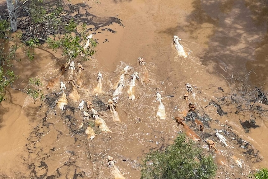 A herd of cattle swim in flood waters after heavy rainfall, trees are visible on either side of the herd. 