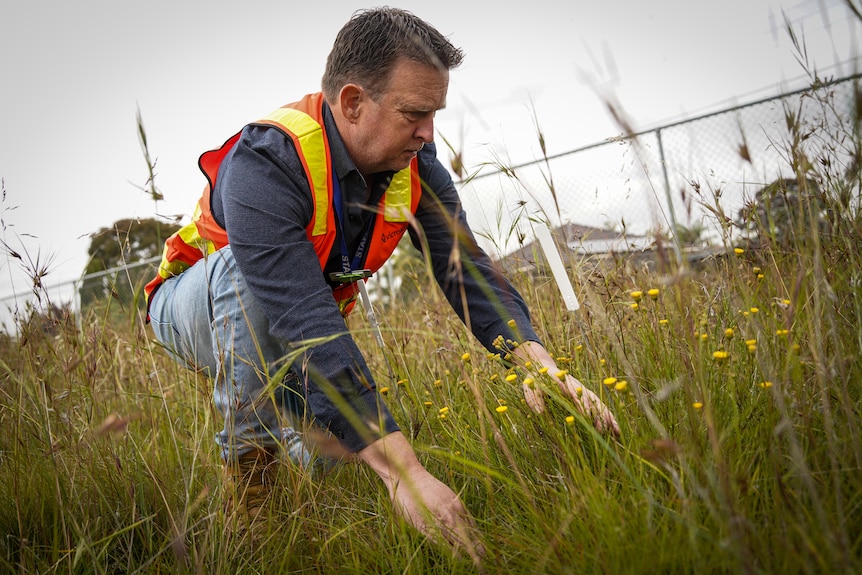 A man in a hi-vis vest kneels while looking after small plants