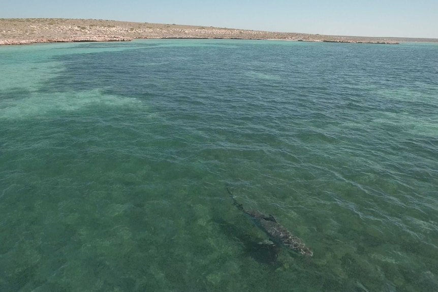 A big tiger shark cruising the shallows in Shark Bay.