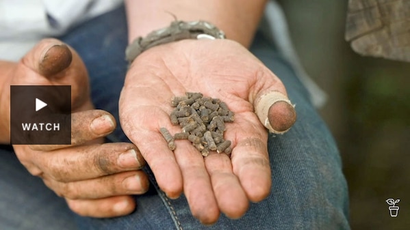 An open hand holding pelletised fertiliser. Has Video.