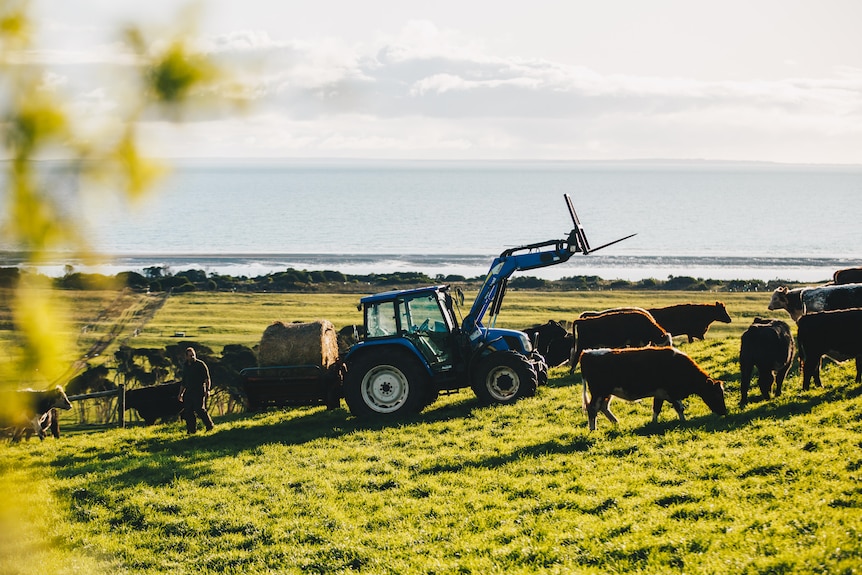 A tractor delivers hay to cows in a paddock drenched in lambent light. The ocean is in background.