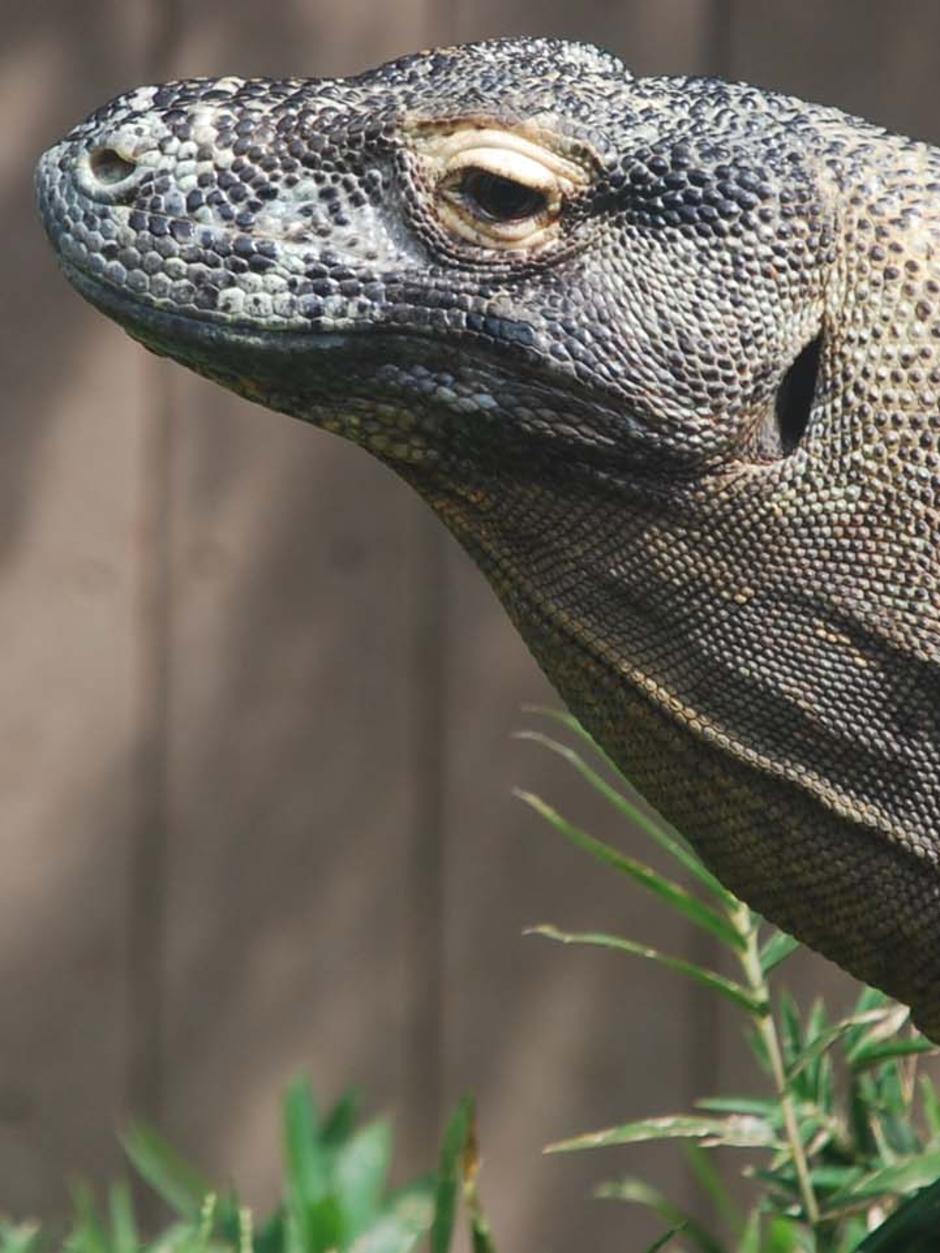 Komodo dragon attacks men in wildlife park office - ABC News