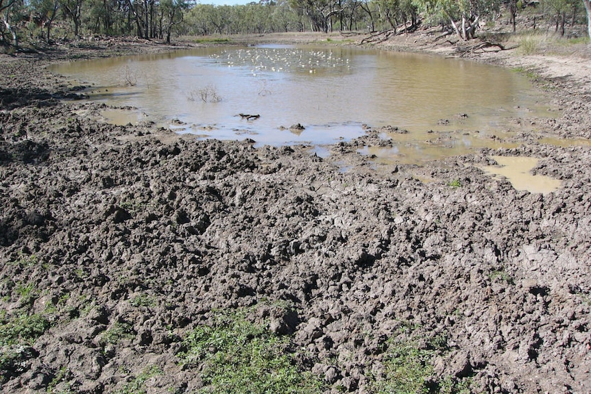 Soil surrounding a dam that has been trampled and destroyed by feral pigs  