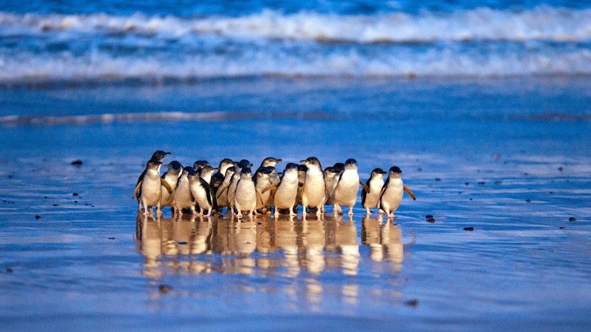 A group of penguins huddling at the edge of a blue ocean.