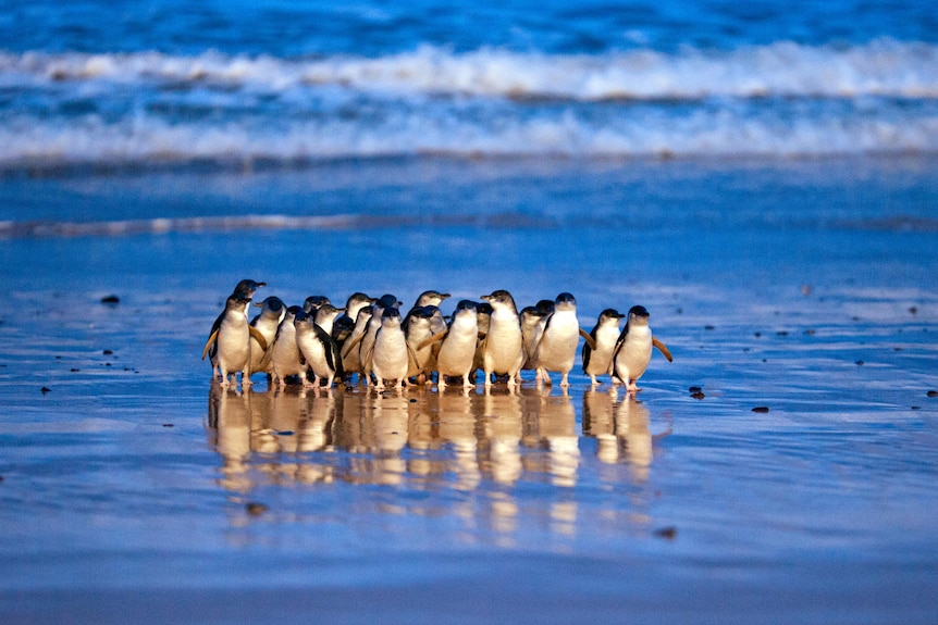 A group of penguins huddling at the edge of a blue ocean.