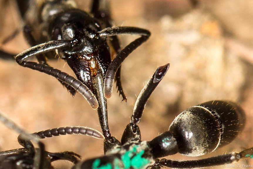 Close up of a Matabele ant tending to the wounds of a comrade whose limbs were bitten off during a fight