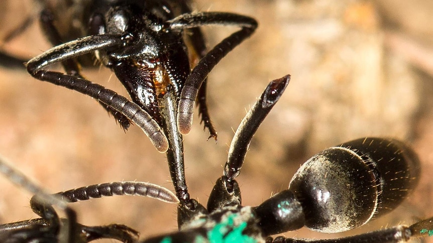 Close up of a Matabele ant tending to the wounds of a comrade whose limbs were bitten off during a fight