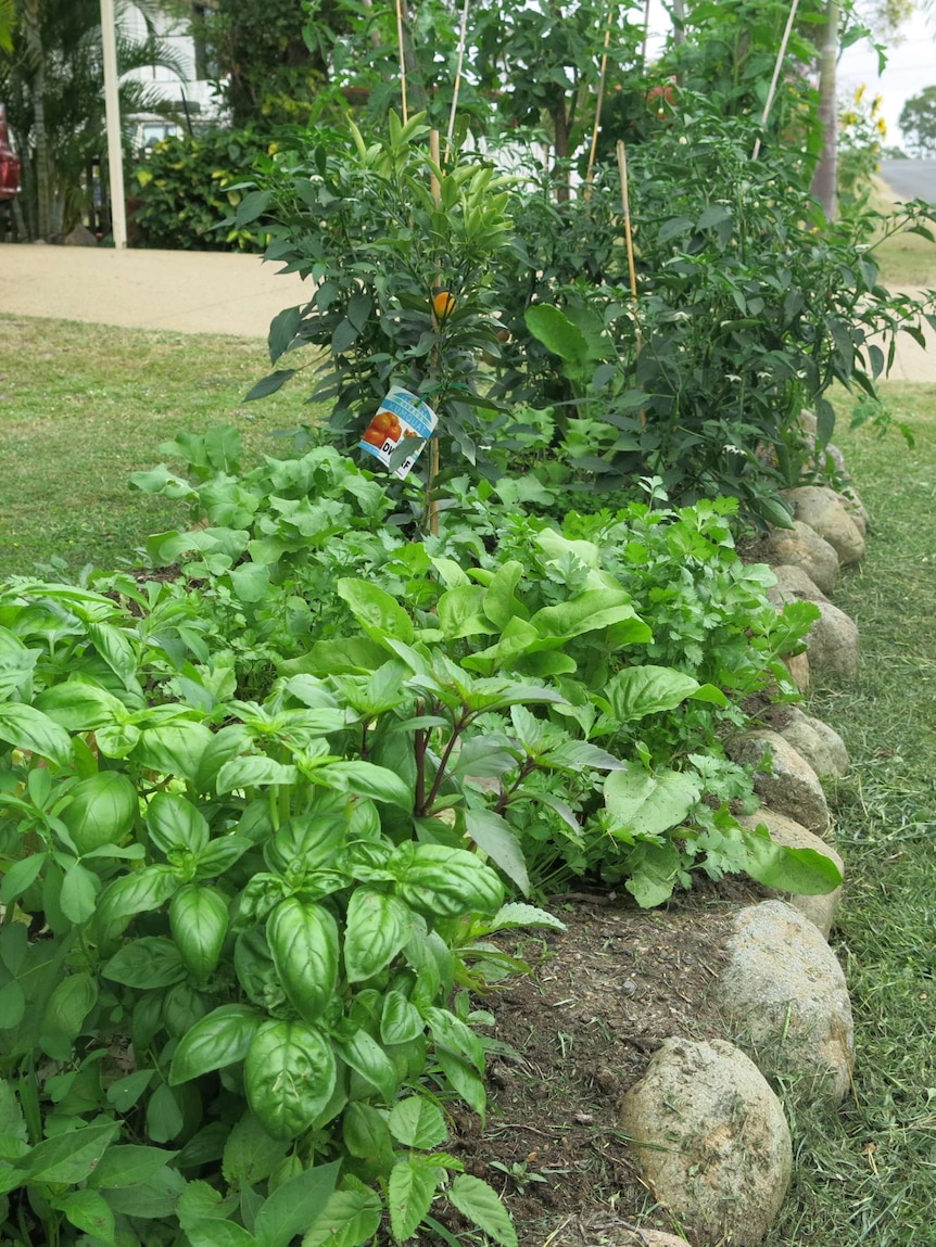 Footpath garden bed full of herbs and leafy vegetables