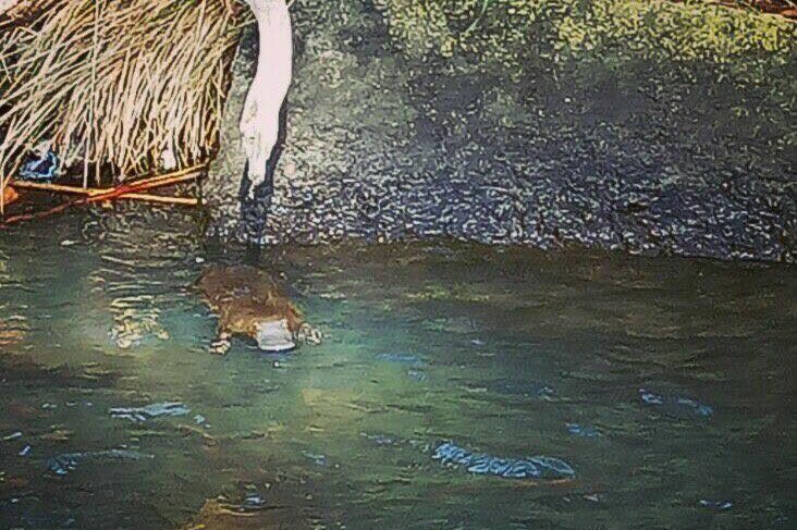 A platypus in a small river