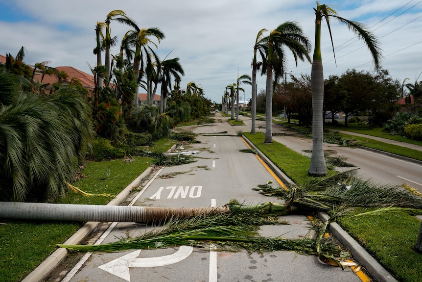 A palm tree lies across a road