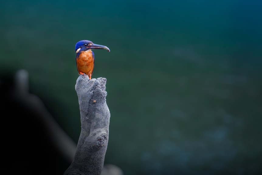 A Tasmanian azure kingfisher sits on top of a grey branch, with out of focus green water in the background