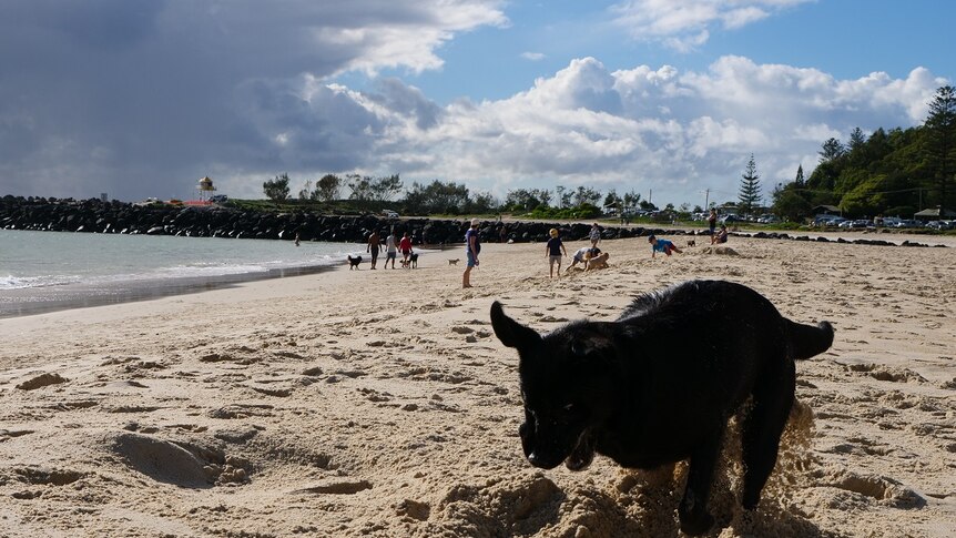 Barry the Labrador plays at Palm Beach, where he was attacked months ago.