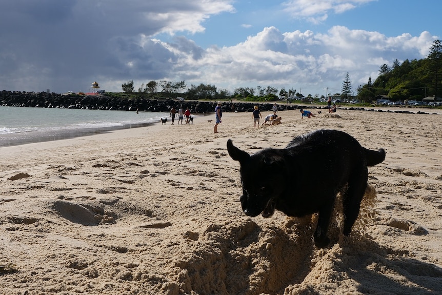 Barry the Labrador plays at Palm Beach, where he was attacked months ago.