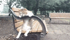 Cat sitting on a park bench