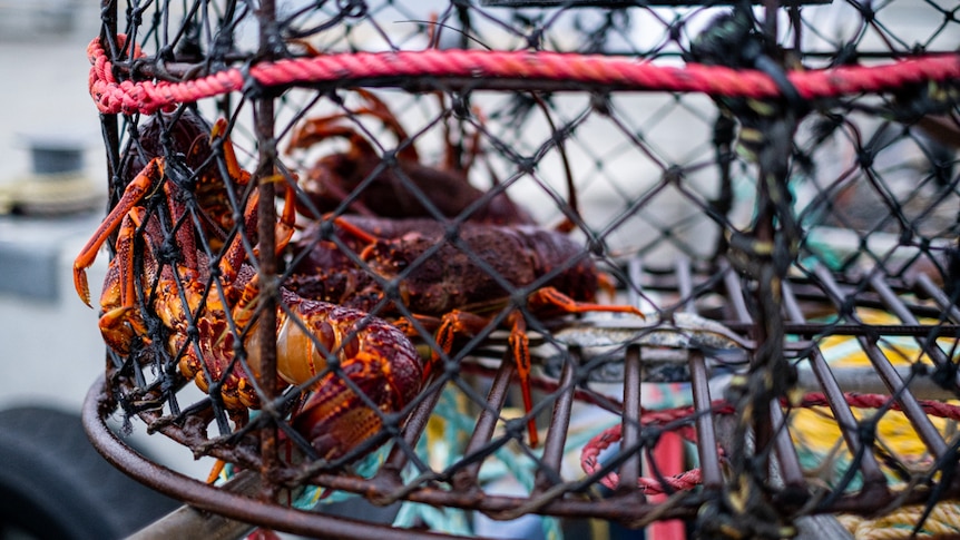 A lobster pot with a large crustacean in it.