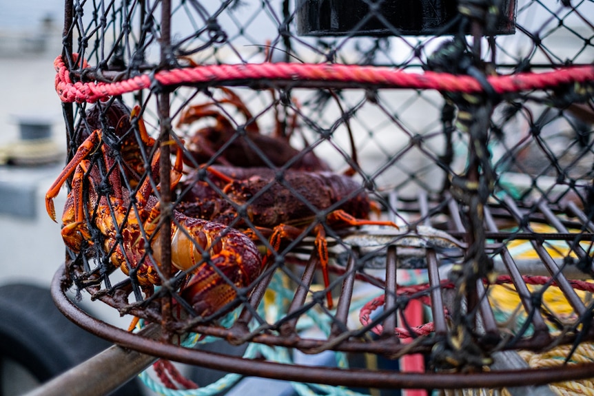 A lobster pot with a large crustacean in it.