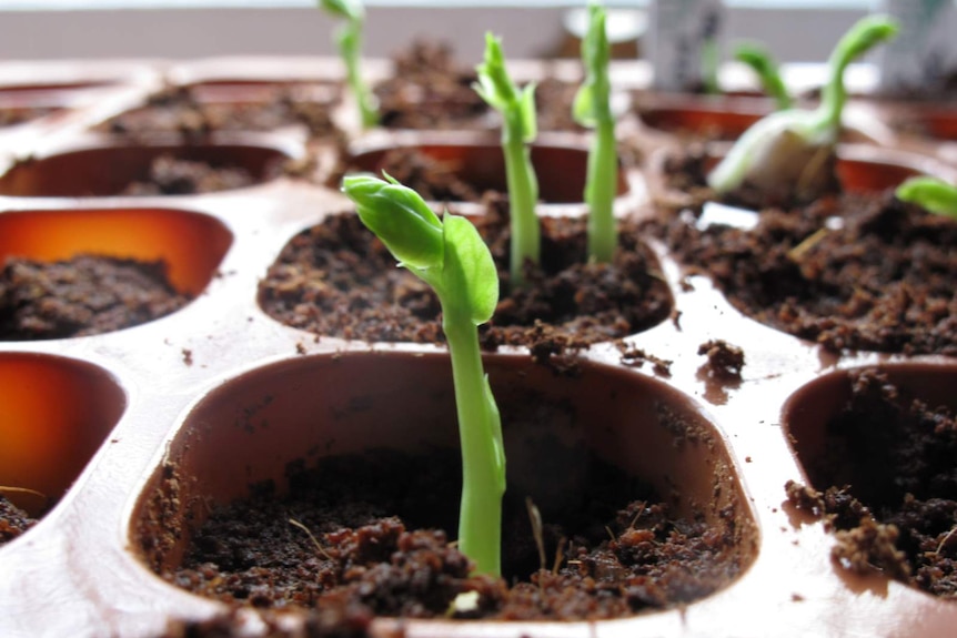 Pea seedlings growing in a tray indoors.