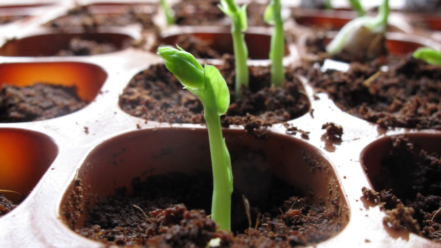 Pea seedlings growing in a tray indoors.