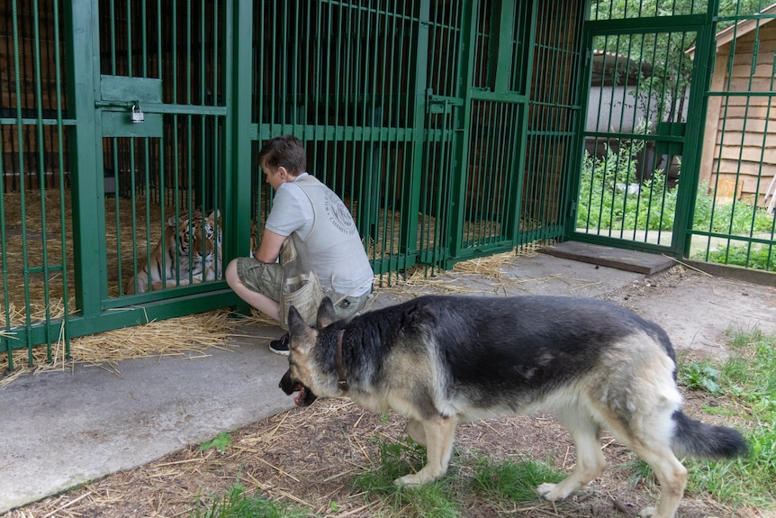 A German Shepherd dog stands behind a short-haired woman squatting next to a tiger in a cage