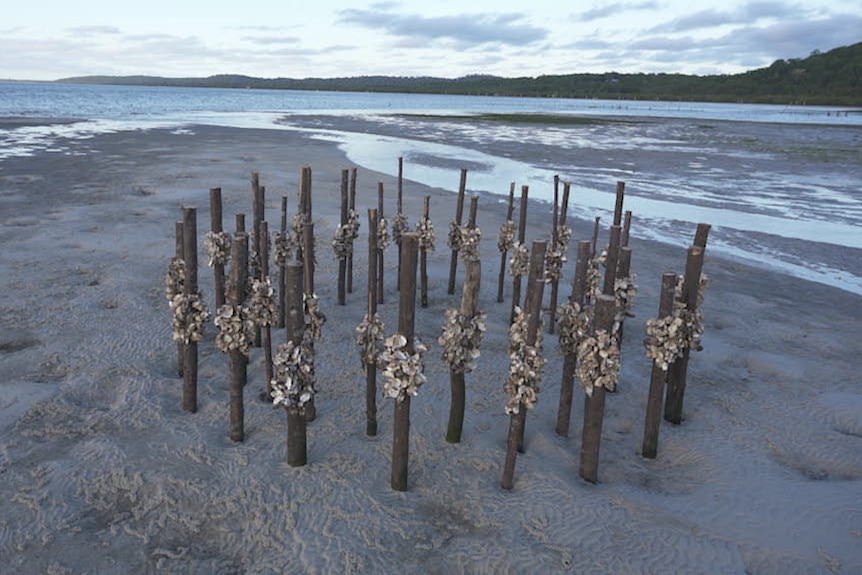 A collection of oyster poles are arranged in circles on a sandy bank