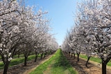 rows of almond trees
