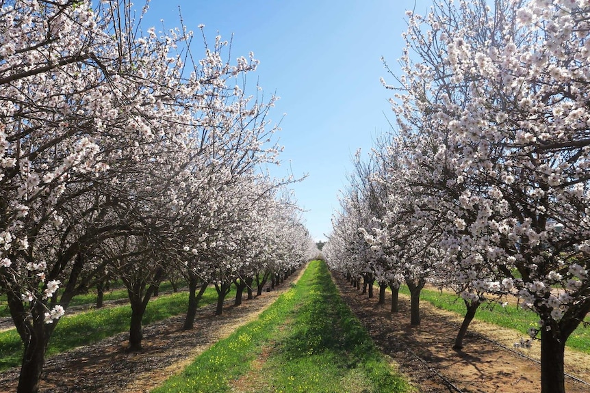 rows of almond trees