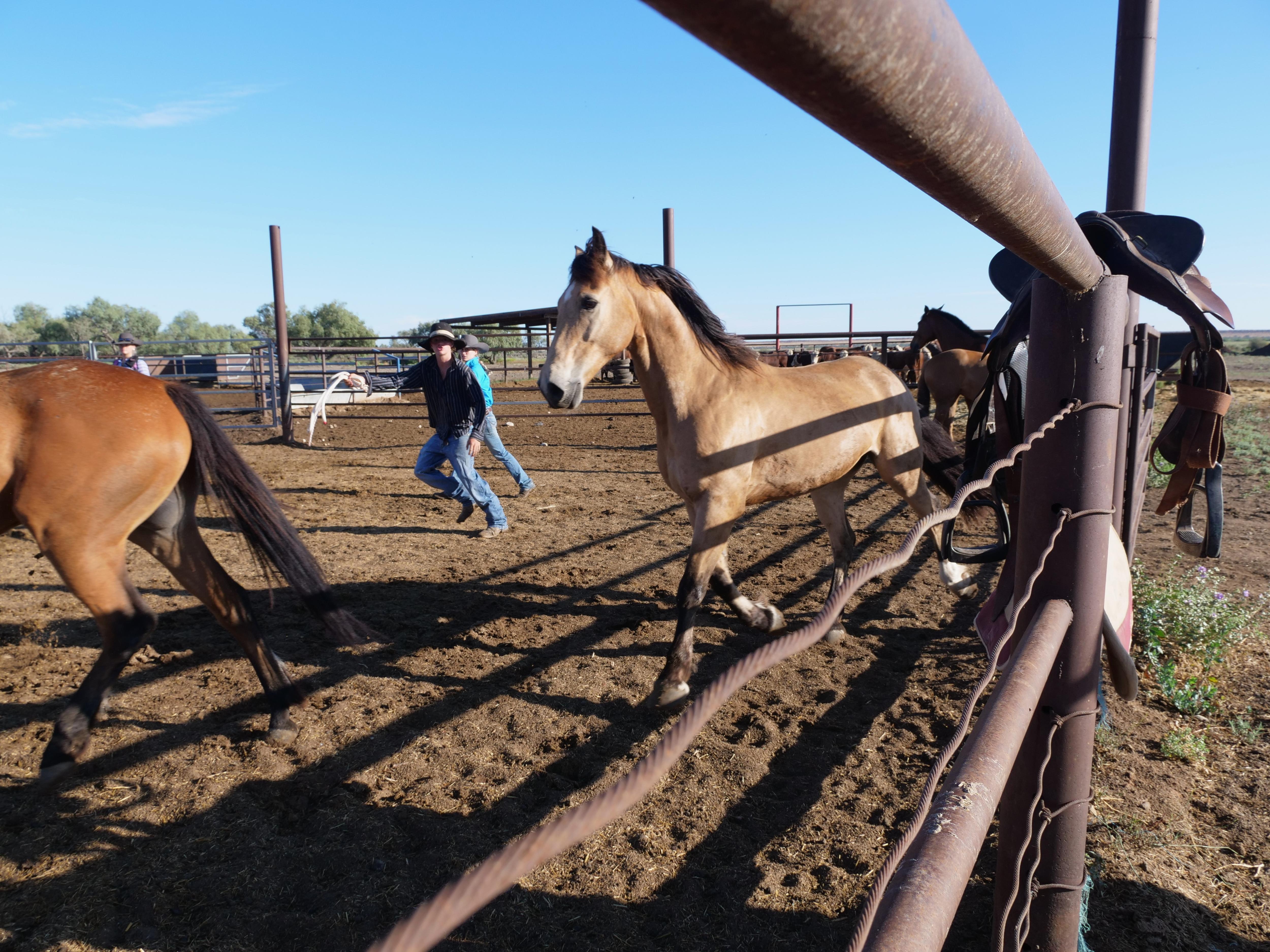 Duas pessoas perseguindo cavalos em um curral fotografadas através de uma cerca. 