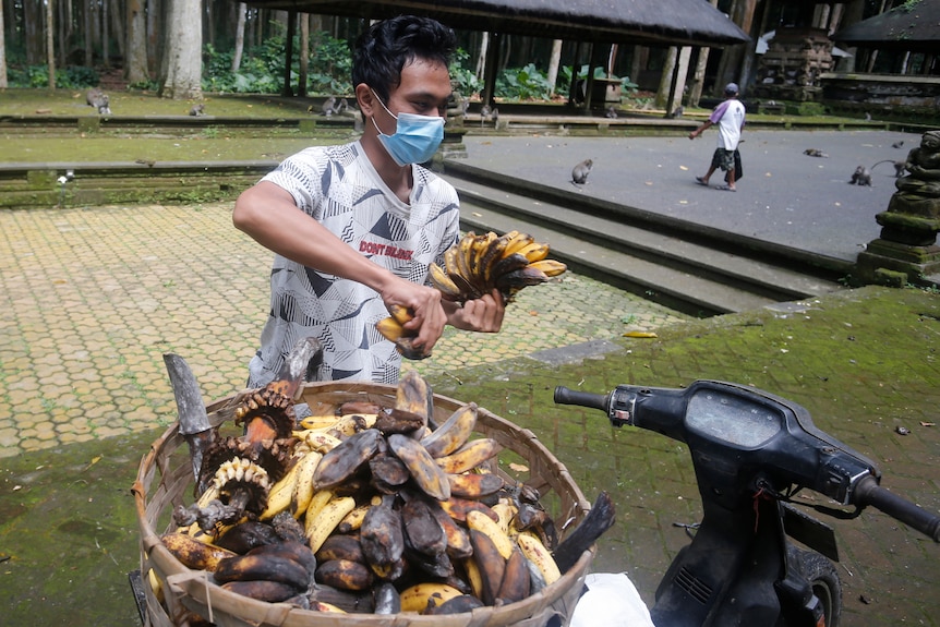 Muncitor care pregătește banane pentru a hrăni macacii