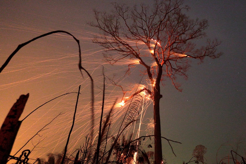 A tree burns in the Amazon rainforest.