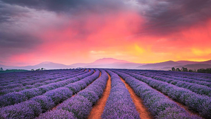 Sunset at Bridestowe Lavender Estate