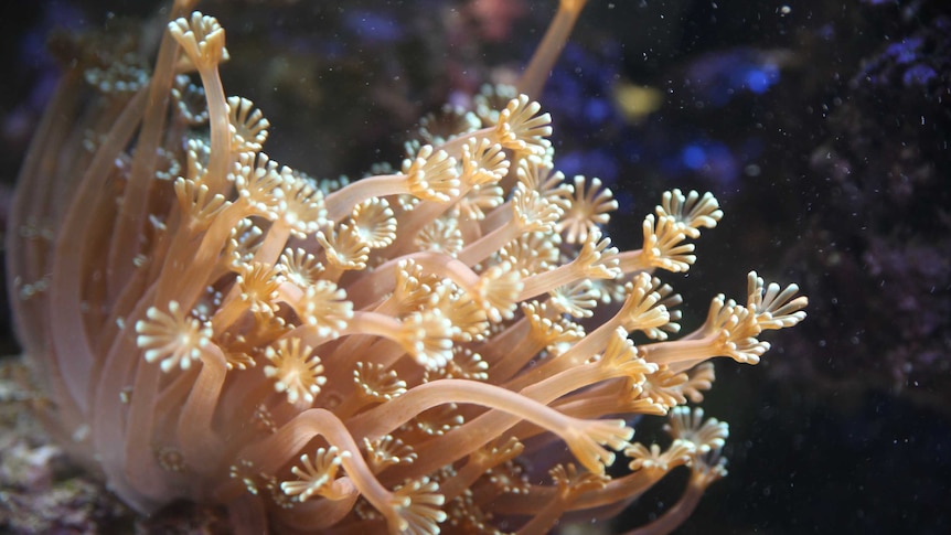 Daisy coral grows in a fish tank.