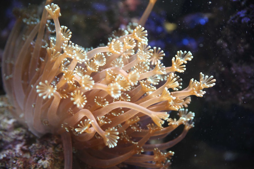 Daisy coral grows in a fish tank.