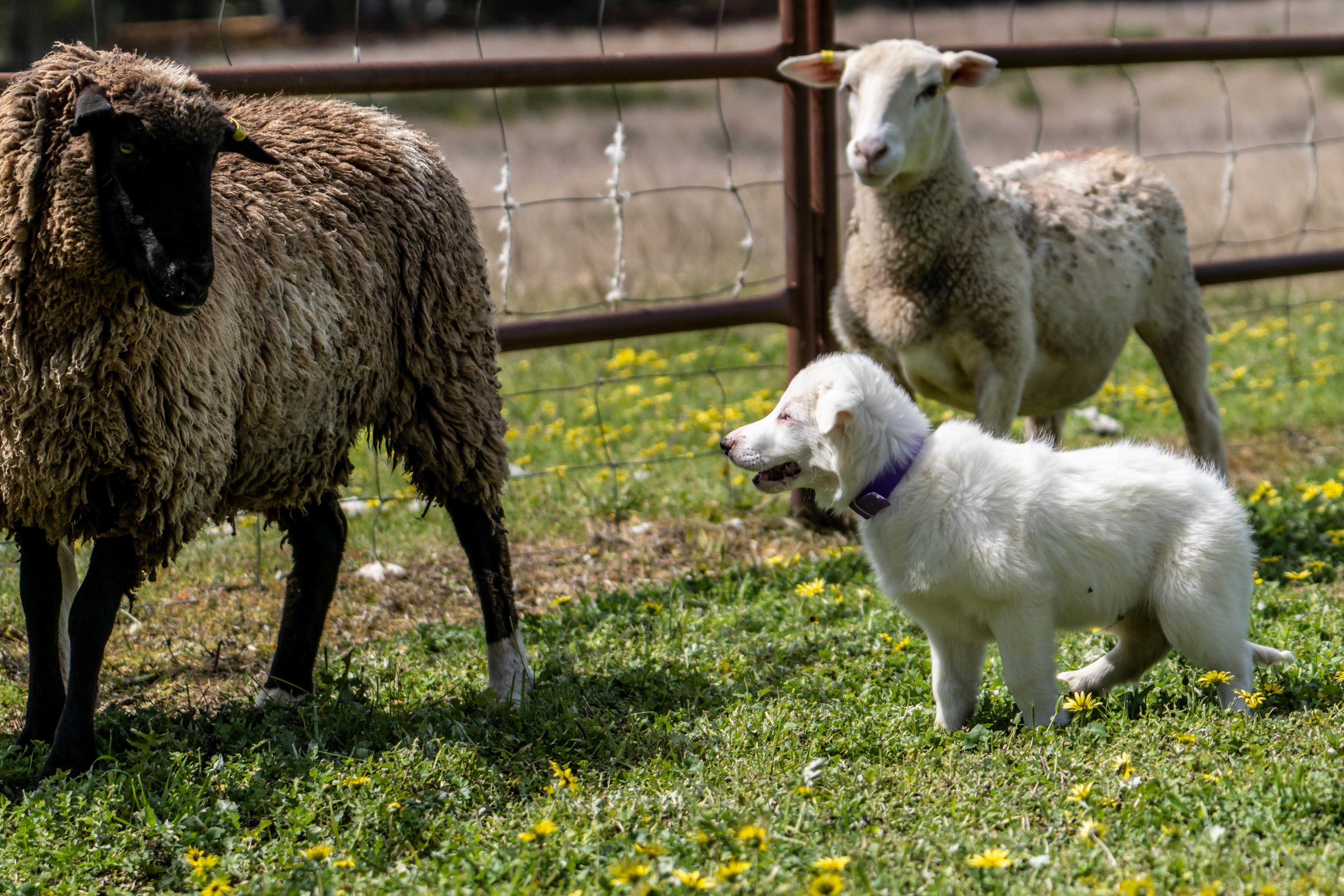 A white border collie puppy staring at sheep