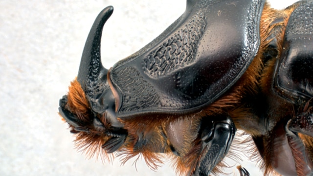 Beetle with a horn.