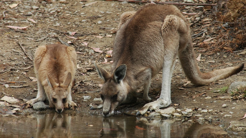 Two kangaroos drinking on Maria Island