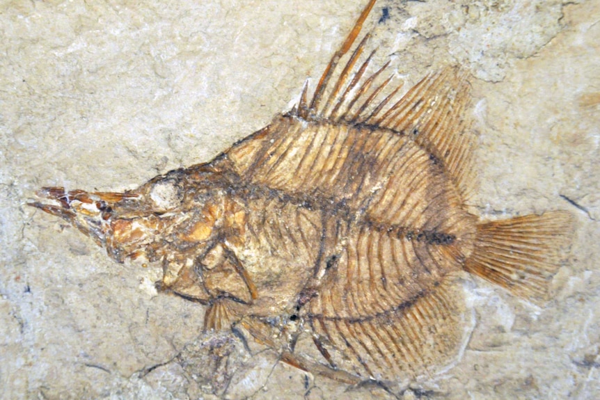 Fossilised fish