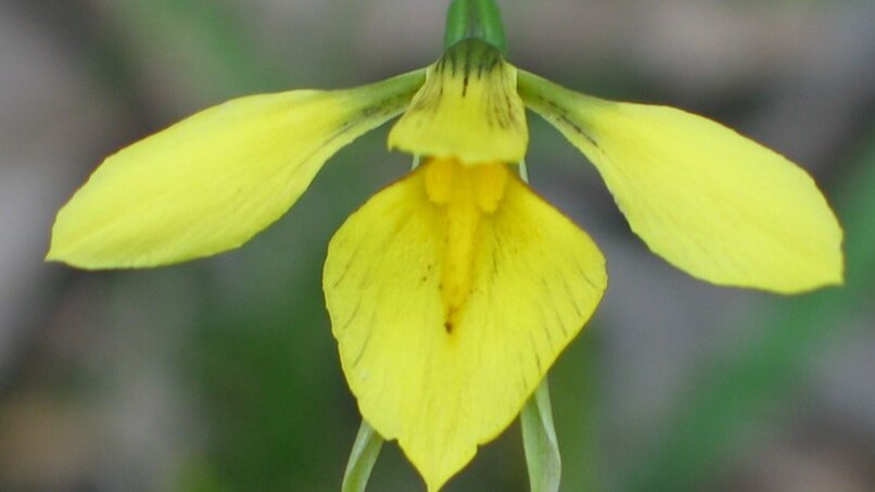 This is the golden moths orchid, a vivid yellow wildflower.