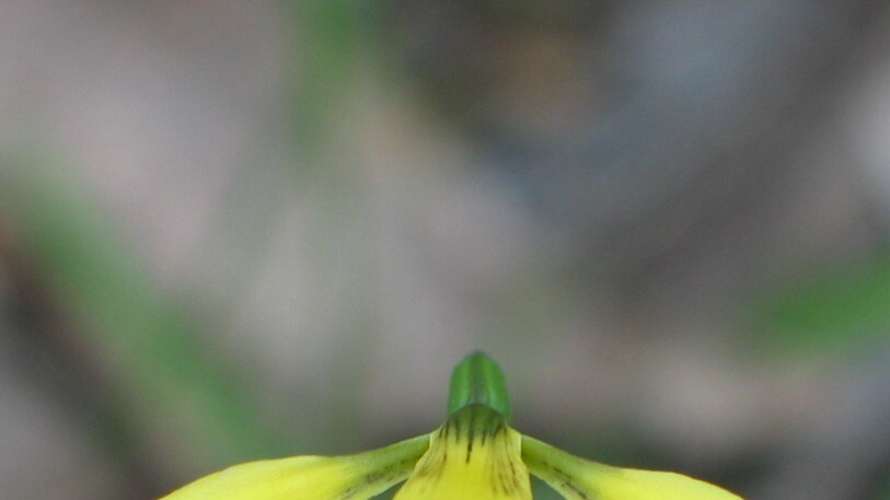 This is the golden moths orchid, a yellow wildflower.