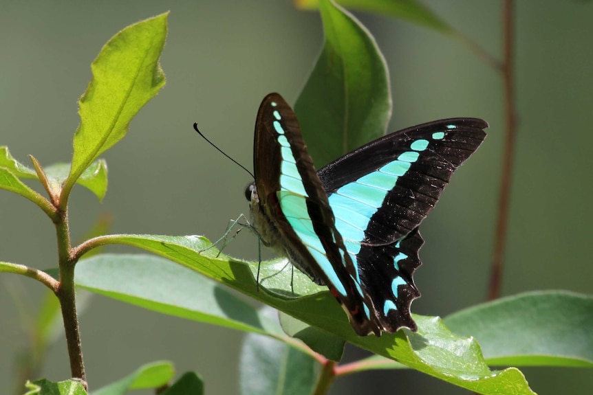 Синяя треугольная бабочка с крыльями черного и цвета морской волны сидит на листе.