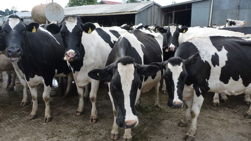 Dairy cows in an enclosure
