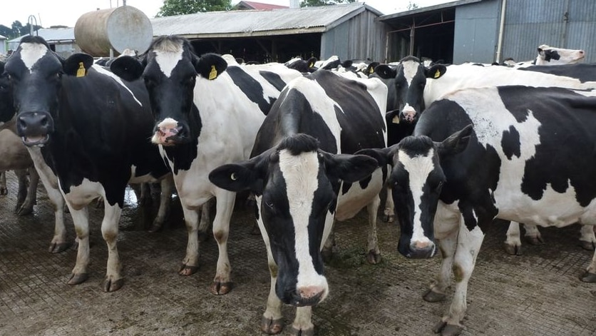 Dairy industry told minister of hard times