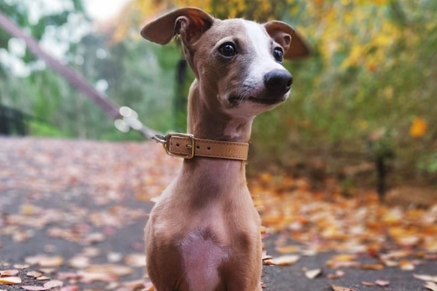 Lucia is seen with fallen leaves around her as she sits on the road. There are trees behind her and she has a lead on.